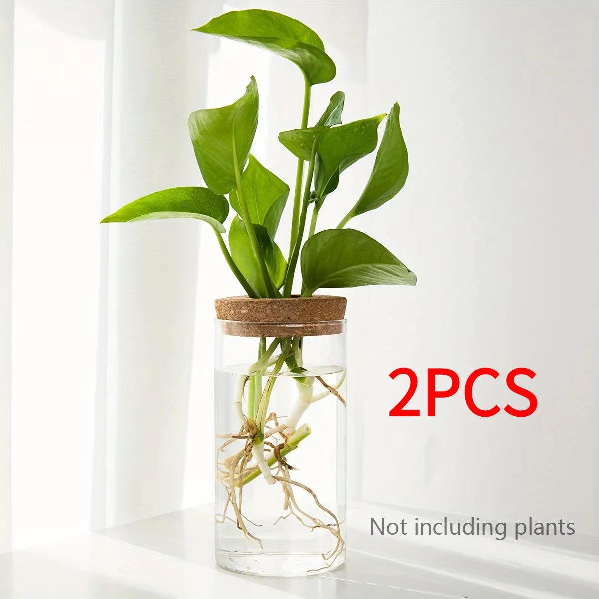 Hydroponics Plants Desktop Glass Planter