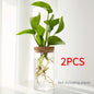 Hydroponics Plants Desktop Glass Planter