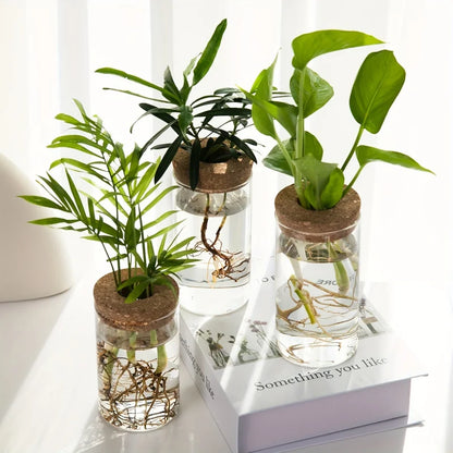 Hydroponics Plants Desktop Glass Planter