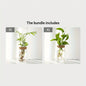Hydroponics Plants Desktop Glass Planter