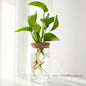 Hydroponics Plants Desktop Glass Planter