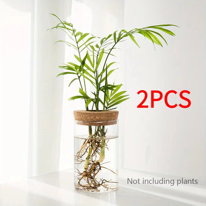 Hydroponics Plants Desktop Glass Planter
