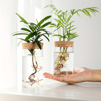 Hydroponics Plants Desktop Glass Planter