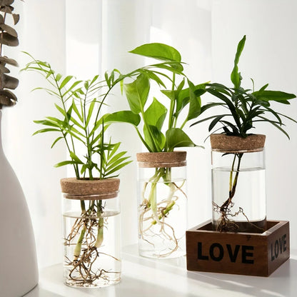 Hydroponics Plants Desktop Glass Planter