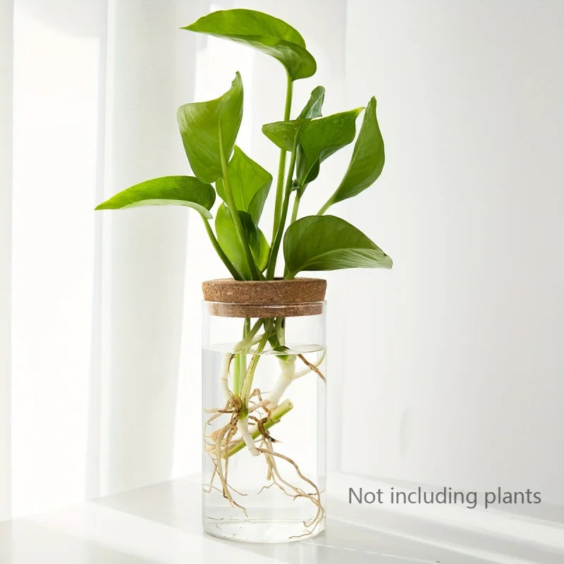 Hydroponics Plants Desktop Glass Planter