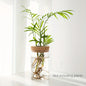Hydroponics Plants Desktop Glass Planter