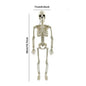 Halloween Movable Skeleton